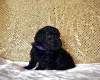 Miniature Poodle