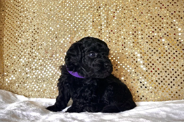 Miniature Poodle