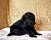 Miniature Poodle
