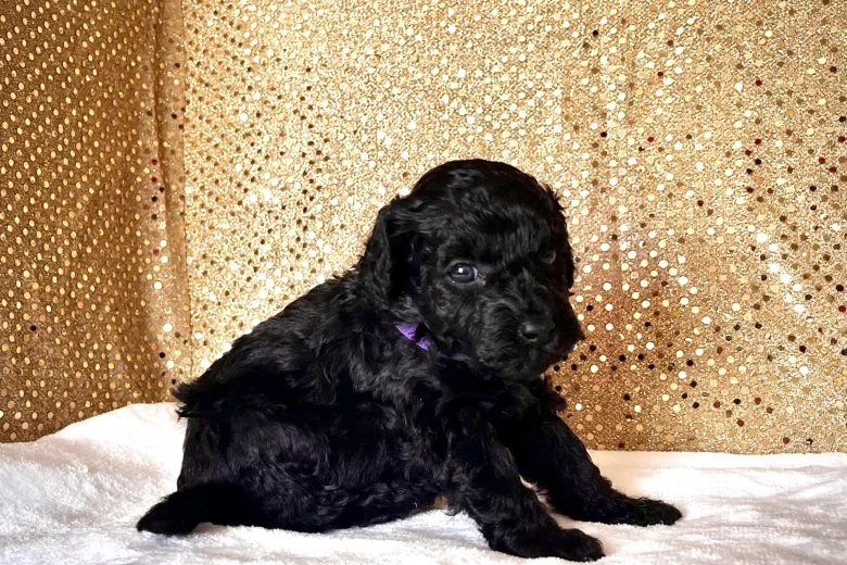 Miniature Poodle