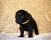 Miniature Poodle