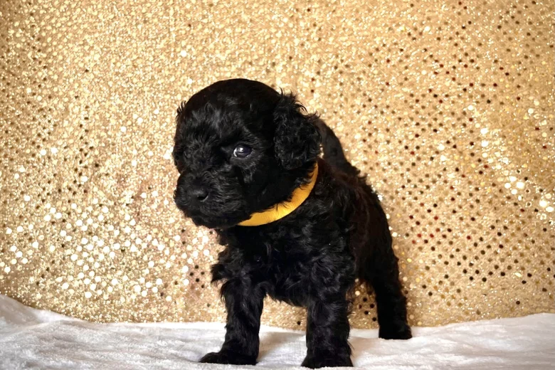Miniature Poodle