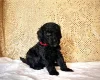 Miniature Poodle