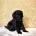 Miniature Poodle