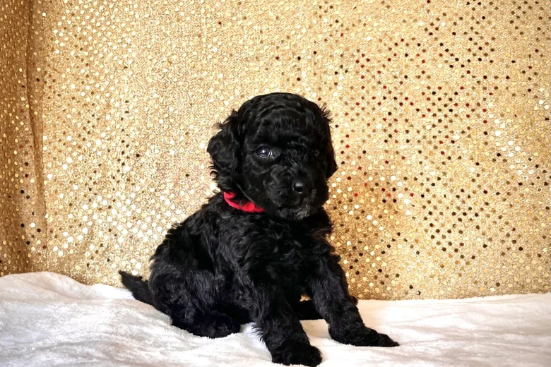 Miniature Poodle