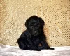 Miniature Poodle