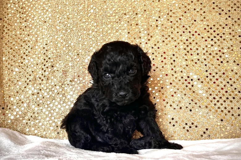 Miniature Poodle