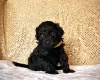 Miniature Poodle