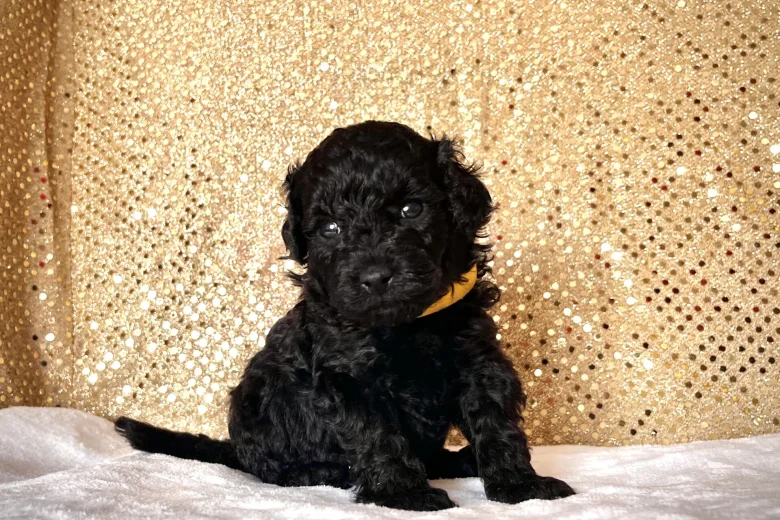 Miniature Poodle