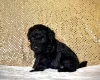 Miniature Poodle