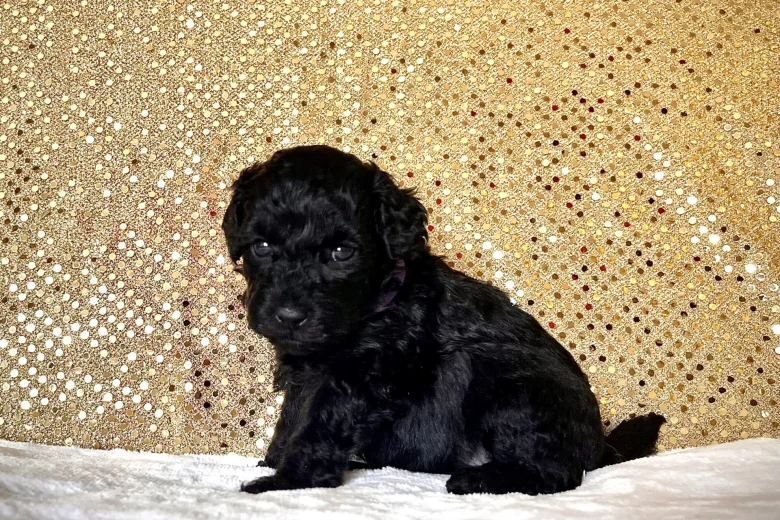 Miniature Poodle