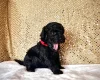 Miniature Poodle