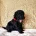 Miniature Poodle