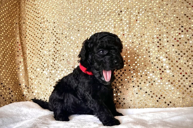 Miniature Poodle