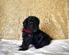 Miniature Poodle