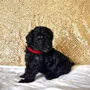 Miniature Poodle