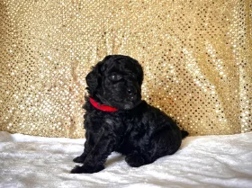 Miniature Poodle