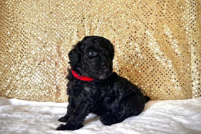 Miniature Poodle