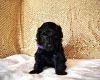Miniature Poodle
