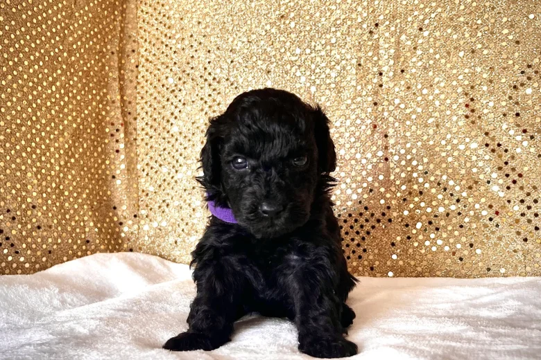 Miniature Poodle