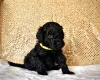 Miniature Poodle