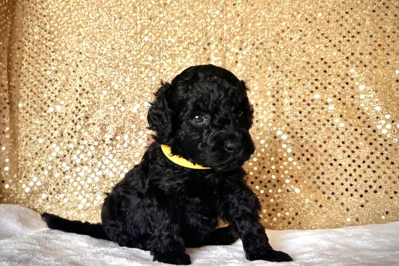 Miniature Poodle
