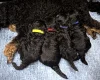 Miniature Poodle
