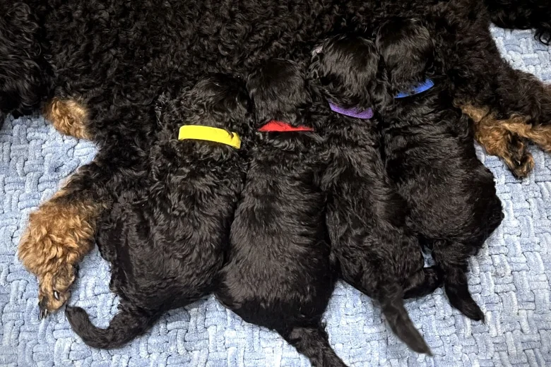 Miniature Poodle