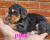 Cockapoo