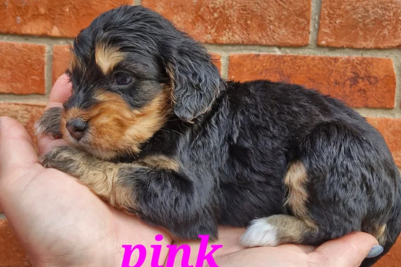 Cockapoo