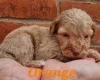 Cockapoo