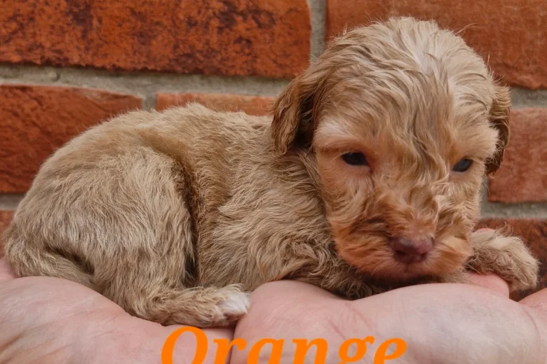 Cockapoo