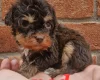 Cockapoo