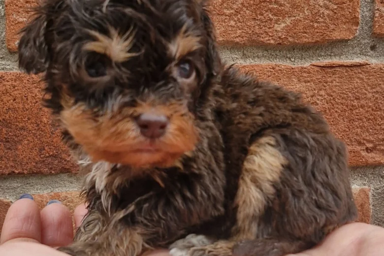 Cockapoo