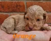 Cockapoo