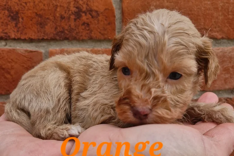 Cockapoo