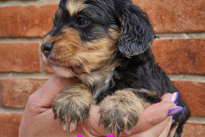 Cockapoo