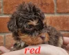 Cockapoo