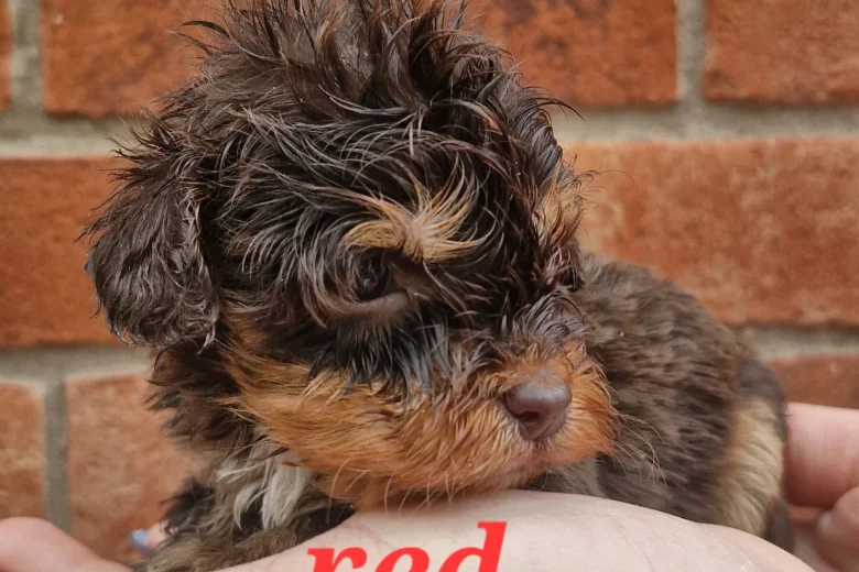 Cockapoo