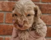 Cockapoo