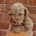 Cockapoo