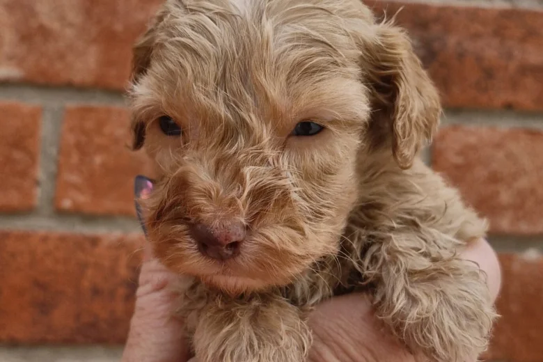 Cockapoo