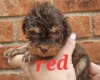 Cockapoo