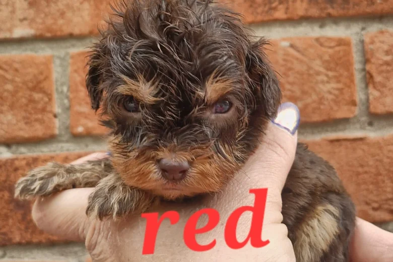 Cockapoo