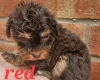 Cockapoo
