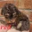 Cockapoo