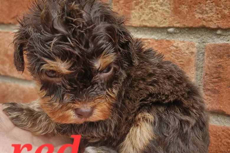 Cockapoo