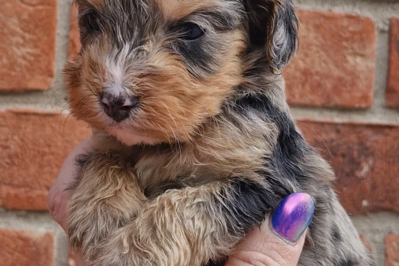 Cockapoo