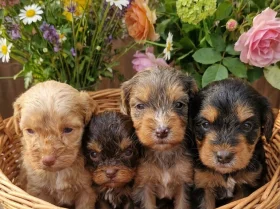 Cockapoo