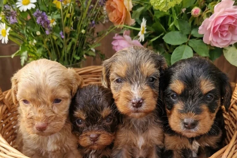 Cockapoo